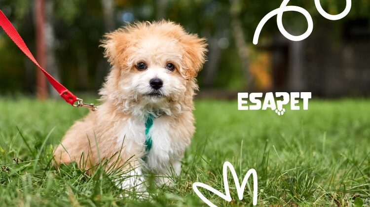 leash training a puppy