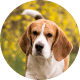 Flying with Snub-Nosed Dogs: Airline Rules/Risks & Safer Travel Options 55 Beagles