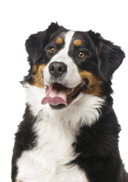 Service Dog for Stress: Calm Your Mind with the Best Company 28 Bernese Mountain Dog