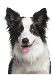 Service Dog for Stress: Calm Your Mind with the Best Company 26 Border Collie