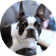Flying with Snub-Nosed Dogs: Airline Rules/Risks & Safer Travel Options 36 Boston Terriers