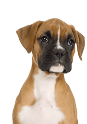 Service Dog for Stress: Calm Your Mind with the Best Company 24 Boxer