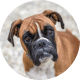 Flying with Snub-Nosed Dogs: Airline Rules/Risks & Safer Travel Options 40 Boxers
