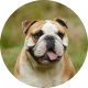 Flying with Snub-Nosed Dogs: Airline Rules/Risks & Safer Travel Options 32 Bulldogs (including English Bulldogs)
