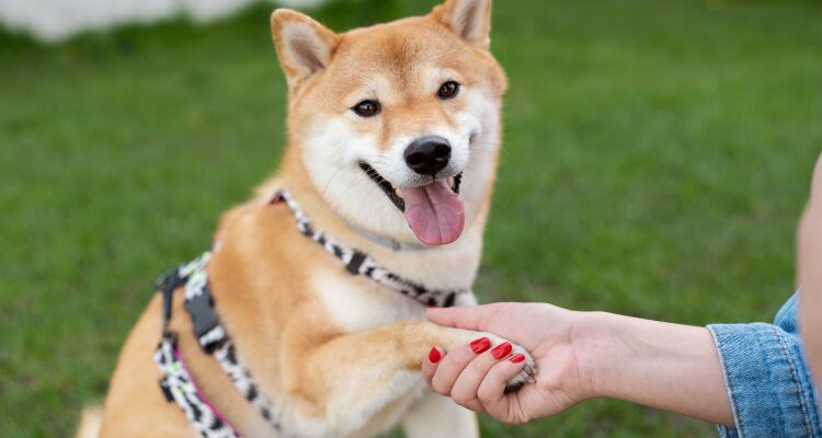 How Much Does Dog Training Cost in 2026? 6 Dog Training