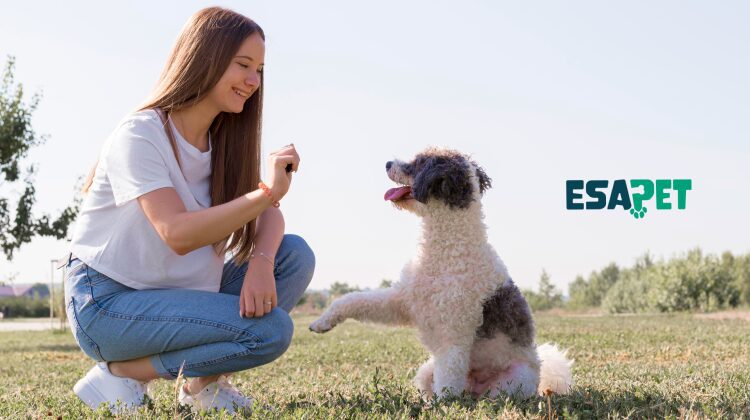 How Much Does Dog Training Cost in 2026? 19 Dog training costs