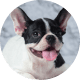 Flying with Snub-Nosed Dogs: Airline Rules/Risks & Safer Travel Options 34 French Bulldogs