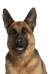 Service Dog for Stress: Calm Your Mind with the Best Company 23 German Shepherd