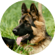 Flying with Snub-Nosed Dogs: Airline Rules/Risks & Safer Travel Options 53 German Shepherds