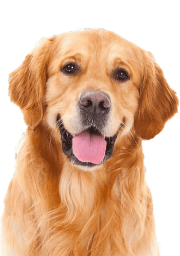 Service Dog for Stress: Calm Your Mind with the Best Company 21 Golden Retriever
