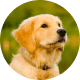 Flying with Snub-Nosed Dogs: Airline Rules/Risks & Safer Travel Options 51 Golden Retrievers