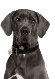 Service Dog for Stress: Calm Your Mind with the Best Company 25 Great Dane