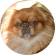 Flying with Snub-Nosed Dogs: Airline Rules/Risks & Safer Travel Options 42 Japanese Chin