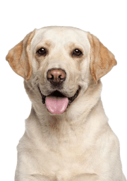Service Dog for Stress: Calm Your Mind with the Best Company 20 Labrador Retriever