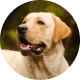 Flying with Snub-Nosed Dogs: Airline Rules/Risks & Safer Travel Options 49 Labrador Retrievers