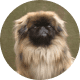 Flying with Snub-Nosed Dogs: Airline Rules/Risks & Safer Travel Options 44 Pekingese