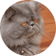 Flying with Snub-Nosed Dogs: Airline Rules/Risks & Safer Travel Options 46 Persian Cats