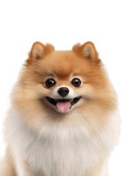 Service Dog for Stress: Calm Your Mind with the Best Company 27 Pomeranian