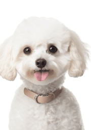 Service Dog for Stress: Calm Your Mind with the Best Company 22 Poodle