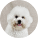 Flying with Snub-Nosed Dogs: Airline Rules/Risks & Safer Travel Options 57 Poodles