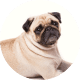 Flying with Snub-Nosed Dogs: Airline Rules/Risks & Safer Travel Options 30 Pugs