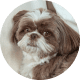 Flying with Snub-Nosed Dogs: Airline Rules/Risks & Safer Travel Options 38 Shih Tzus