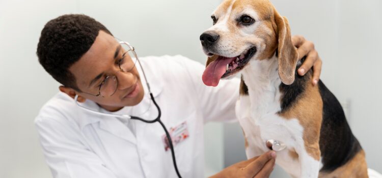 How to Take Care of a Dog: Responsible Care for a Healthy, Balanced Life 13 Veterinary Care and Pet Insurance Planning