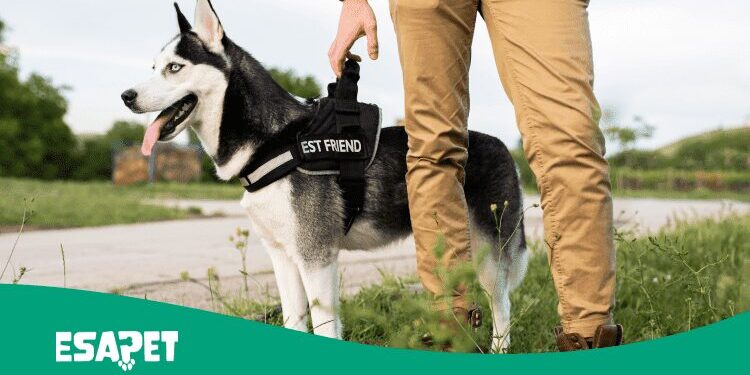 how to make your dog a service dog how to make your dog a service dog